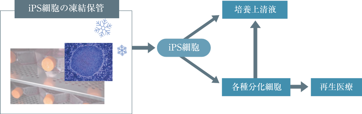 凍結保管したiPS細胞の活用イメージ